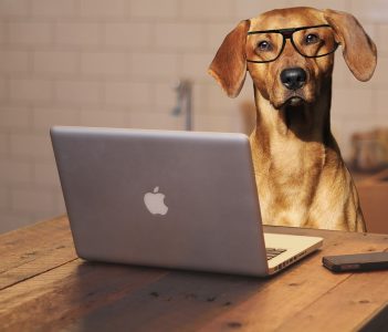 Dog Friendly Offices in NYC