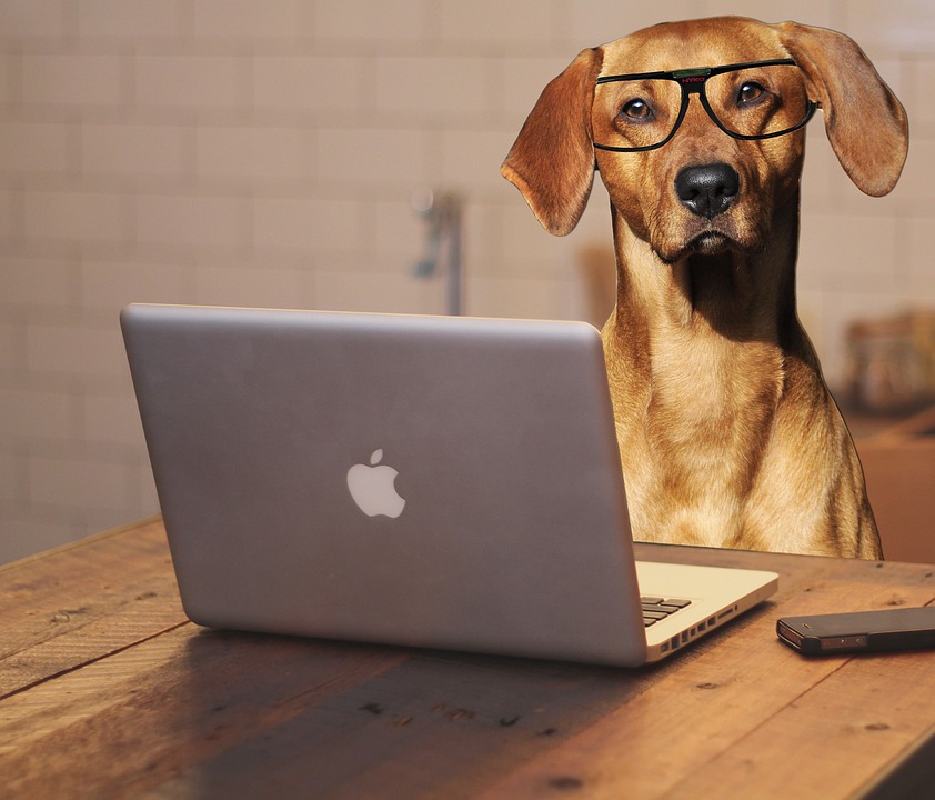 Dog Friendly Offices in NYC