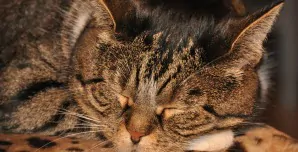 Workers can steal away and take refuge in enclosed areas such as photo booths, “nap rooms” or meditation areas in private office space in NYC.